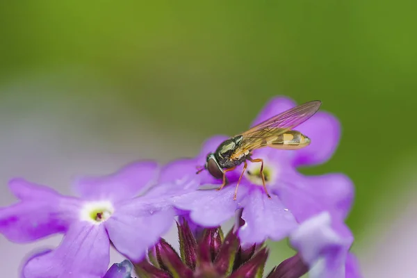 Abejas Flores Abejas Ocupadas Recogiendo Miel Las Flores —  Fotos de Stock