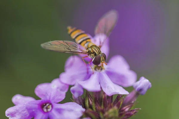 Včely Květiny Včely Zaměstná Sbírání Medu Květech — Stock fotografie