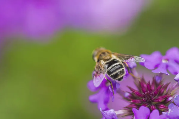 蜜蜂和花 蜜蜂忙着收集蜂蜜在花 — 图库照片