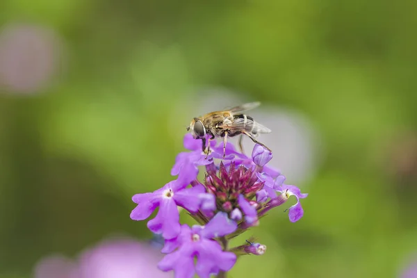 蜜蜂和花 蜜蜂忙着收集蜂蜜在花 — 图库照片