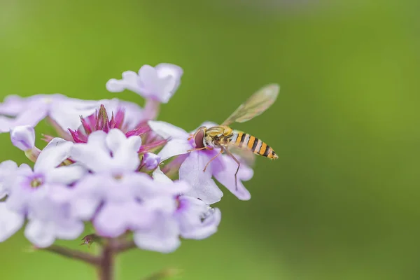 Bees and flowers, bees busy collecting honey in the flowers