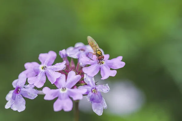 Včely Květiny Včely Zaměstná Sbírání Medu Květech — Stock fotografie