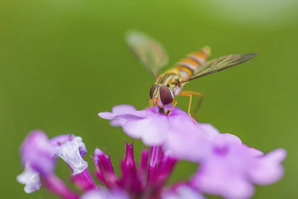 Μέλισσες Και Λουλούδια Μέλισσες Απασχολημένη Μαζεύοντας Μέλι Στα Λουλούδια — Φωτογραφία Αρχείου