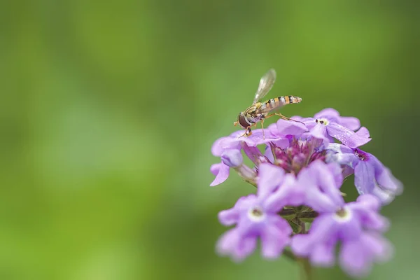 Abejas Flores Abejas Ocupadas Recogiendo Miel Las Flores —  Fotos de Stock