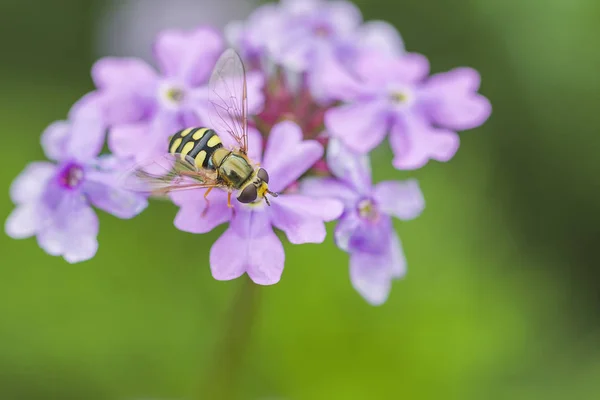 Včely Květiny Včely Zaměstná Sbírání Medu Květech — Stock fotografie