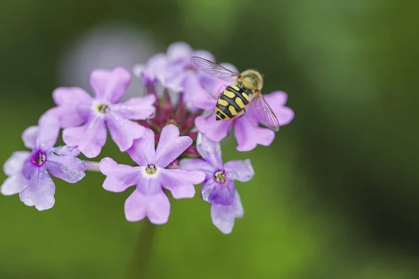 蜜蜂和花 蜜蜂忙着收集蜂蜜在花 — 图库照片