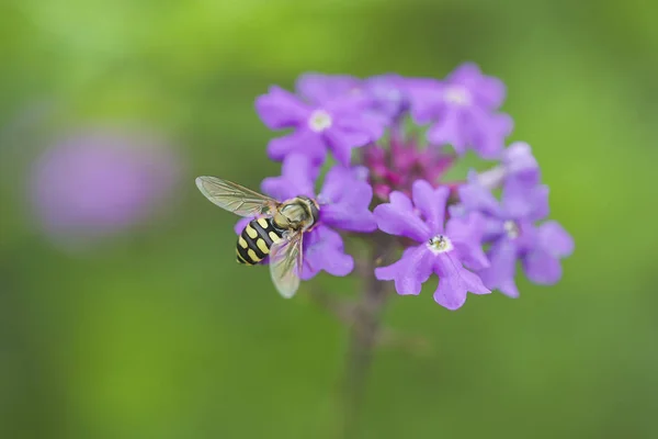 蜜蜂和花 蜜蜂忙着收集蜂蜜在花 — 图库照片