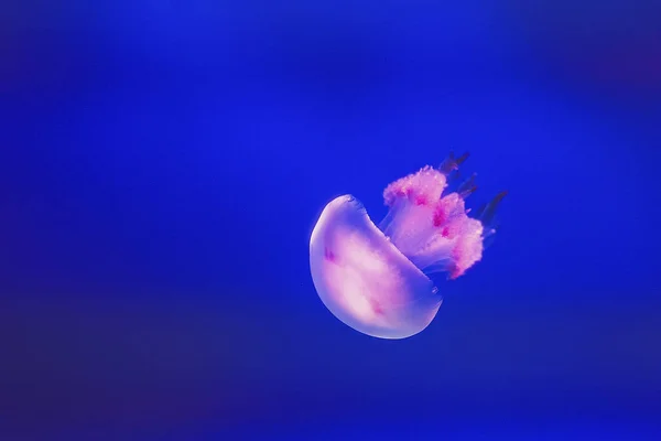 Jellyfish Floating Freely Sea Transparent Color Changes Surrounding Colors Stock Image