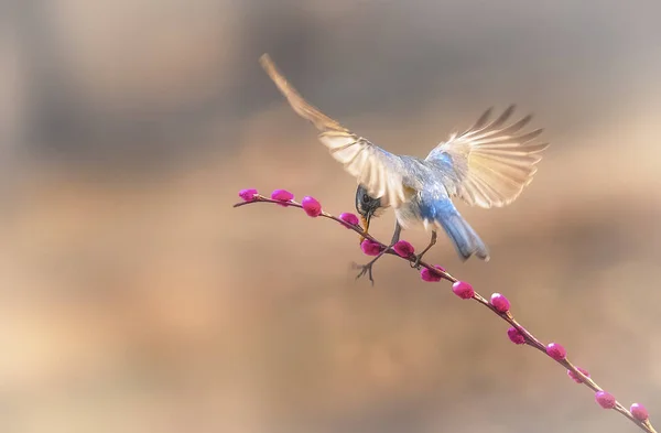 Bahar, ağaçların arasında güzel kırmızı bellied Mavi kuyruklu baykuş