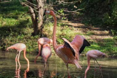bataklıkta oynamak için ücretsiz bir flamingo,
