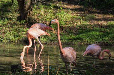 bataklıkta oynamak için ücretsiz bir flamingo,