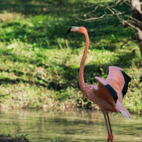 Flamingo Free Play Swamp — Stock Photo, Image