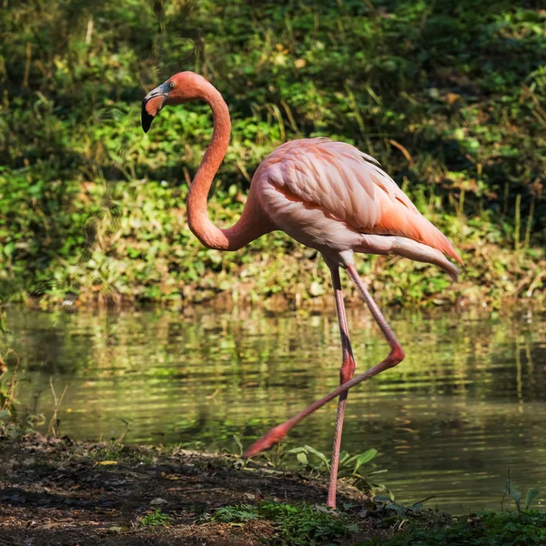 a flamingo that is free to play in the swamp,