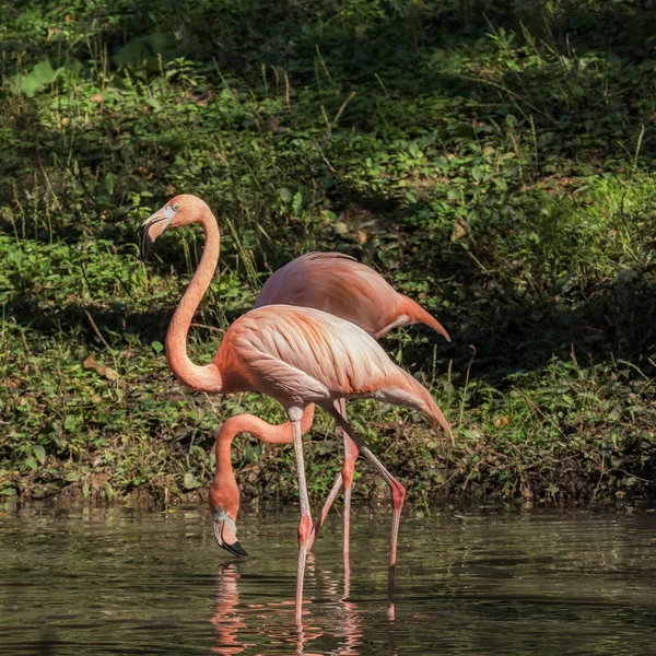 a flamingo that is free to play in the swamp,