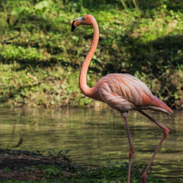 a flamingo that is free to play in the swamp,