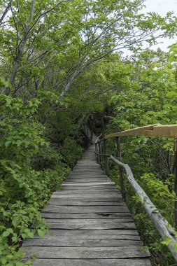 Jilin Eyaleti, Çin'de Hanging Kettle Tourist Resort ahşap tahta yolda, tahta yol dağlar tarafından ormanlar arasında inşa edilmiştir. Tahta yolda yürümek, insanların her zaman dağlara ve nehirlere entegre olduğunu gösteriyor..