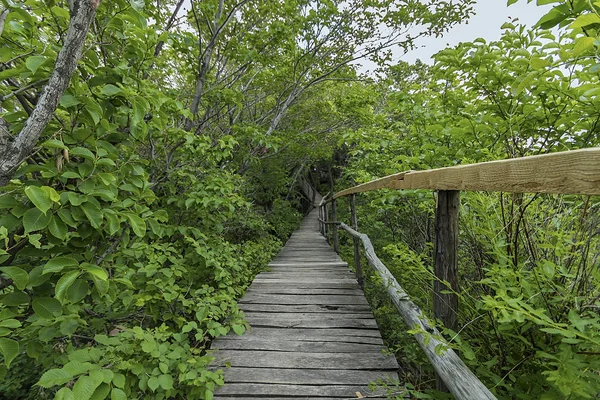 On the wooden plank road of the Hanging Kettle Tourist Resort in Jilin Province, China, the plank road is built between the jungles by the mountains. Walking on the plank road makes people always integrate into the mountains and rivers.