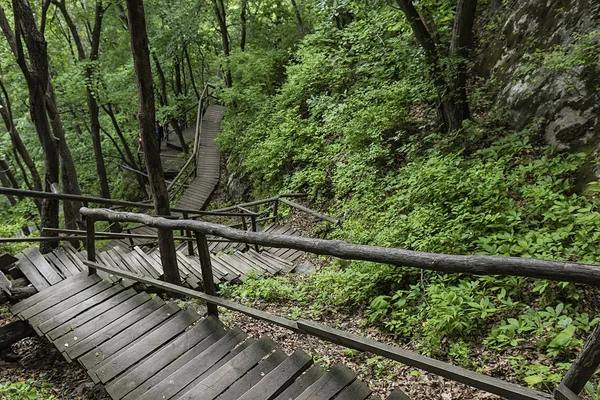 On the wooden plank road of the Hanging Kettle Tourist Resort in Jilin Province, China, the plank road is built between the jungles by the mountains. Walking on the plank road makes people always integrate into the mountains and rivers.