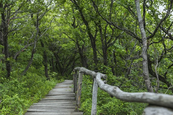 On the wooden plank road of the Hanging Kettle Tourist Resort in Jilin Province, China, the plank road is built between the jungles by the mountains. Walking on the plank road makes people always integrate into the mountains and rivers.