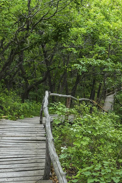 On the wooden plank road of the Hanging Kettle Tourist Resort in Jilin Province, China, the plank road is built between the jungles by the mountains. Walking on the plank road makes people always integrate into the mountains and rivers.