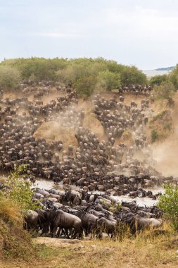 Büyük göç Afrika. Büyük otobur sürüleri nehrin karşısına. Masai Mara, Kenya