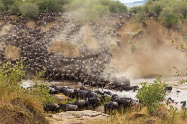 Büyük göç Afrika. Antiloplar büyük sürüleri nehrin karşısına. Masai Mara, Kenya