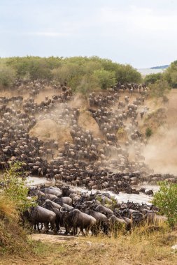 Büyük göç Afrika. Otobur büyük sürüleri. Mara Nehri, Kenya