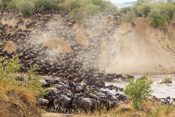 Büyük göç Afrika. Büyük otobur sürüleri Mara Nehri. Kenya