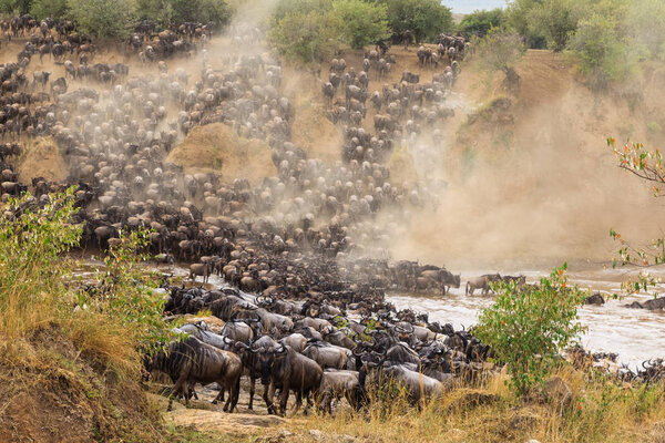 Huge herds of herbivores cross the river. Masai Mara, Kenya