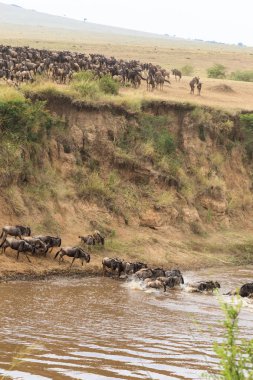 Büyük otlarlar geçiş. Afrika
