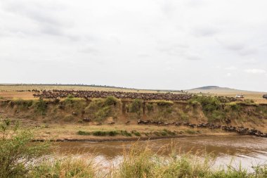 Panorama ile büyük otlarlar. Mara Nehri, Kenya