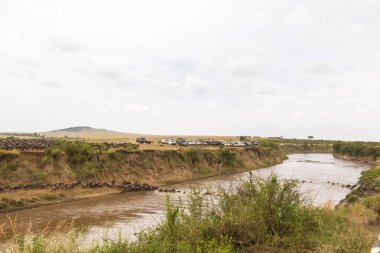 Geçiş gözlenmesi. Büyük otlarlar ile manzara. Kenya