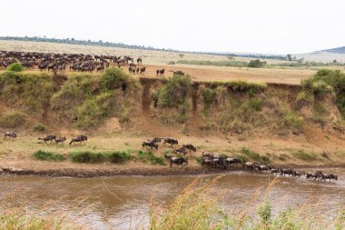 Bir sürü sahilde tırnaklı hayvanlar. Masai Mara, Kenya