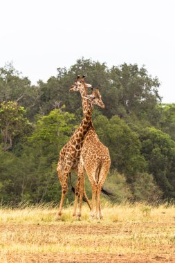 Düello zürafalar Savannah. Masai Mara, Kenya
