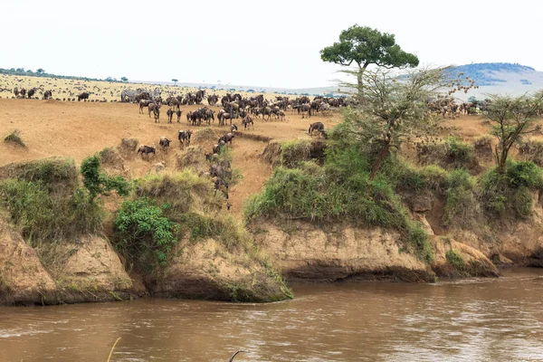 Gran Migración Africana Paisaje Río Mara Con Grandes Manadas Ñus — Foto de Stock