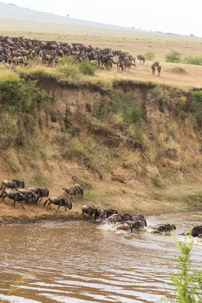 Büyük otlarlar geçiş. Afrika