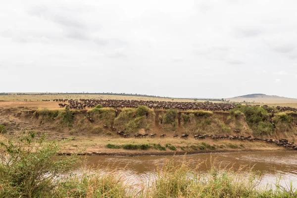 Τοπίο Μεγάλες Αγέλες Των Αγρίων Βουβαλιών Ποταμός Μάρα Κένυα — Φωτογραφία Αρχείου