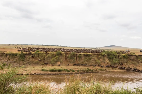 Panorama ile büyük otlarlar. Mara Nehri, Kenya