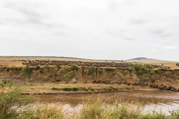 Πανόραμα Μεγάλες Αγέλες Των Αγρίων Βουβαλιών Ποταμός Μάρα Κένυα — Φωτογραφία Αρχείου