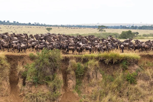 Geçiş için bekliyor. Bir sürü sahilde tırnaklı hayvanlar. Masai Mara, Kenya