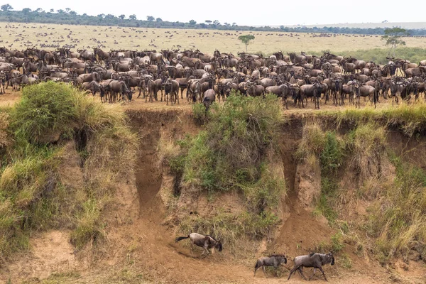 Büyük otlarlar. Mara Nehri, Kenya