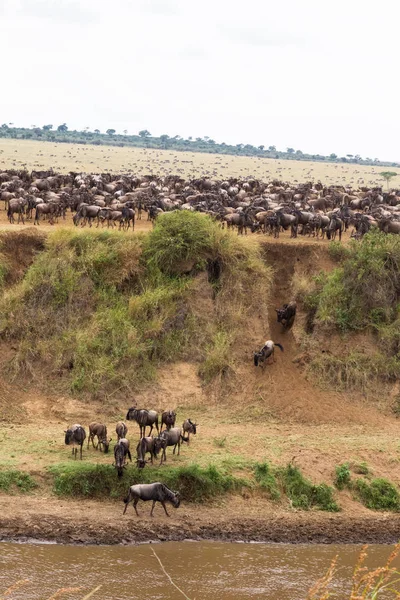 Bir sürü sahilde tırnaklı hayvanlar. Başlangıç geçiş için. Kenya