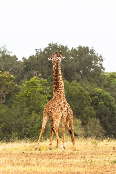 Bataille Des Girafes Cou Lieu Des Poings Des Dents Masai — Photo