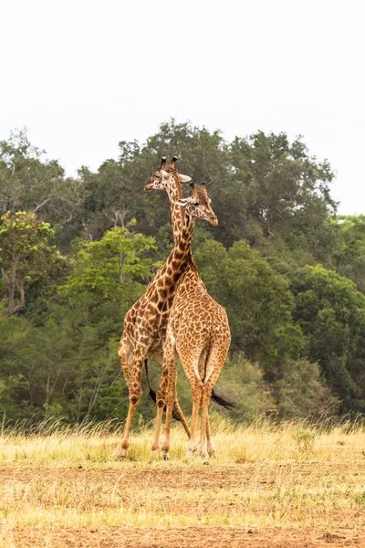 Duello Giraffe Nella Savana Masai Mara Kenya — Foto Stock
