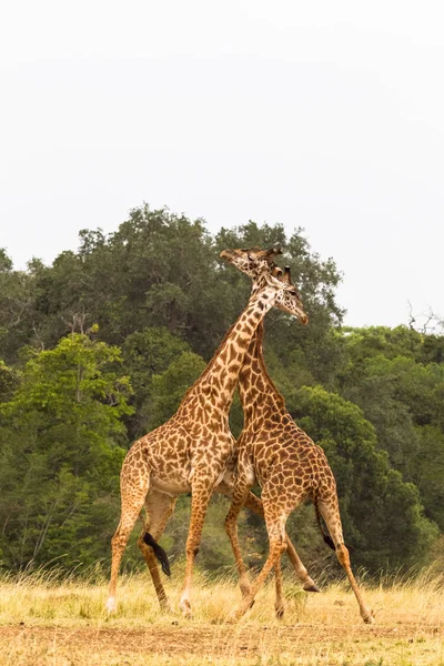 Jirafas Batalla Sabana Kenia África —  Fotos de Stock