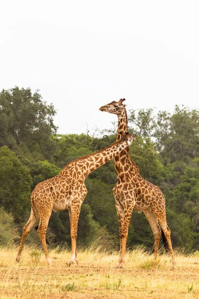 Batalla Las Jirafas Kenia África —  Fotos de Stock