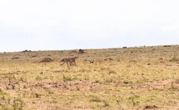 Game Cat Mouse Loot Deadly Game Masai Mara Kenya — Stock Photo, Image