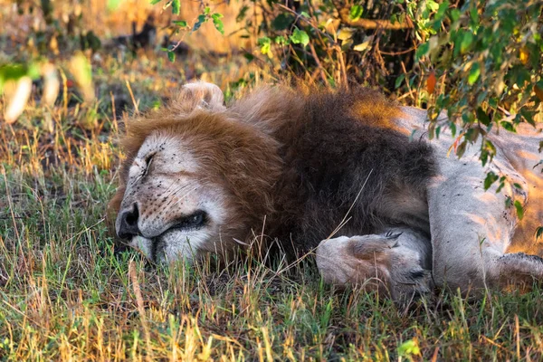 Dormir Bajo Arbusto León Masai Mara Kenia — Foto de Stock