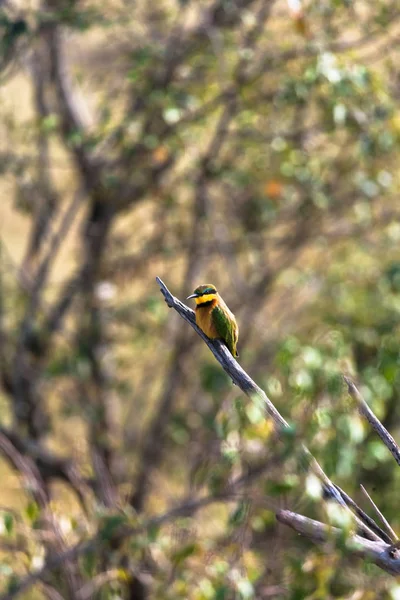 Portrait Petit Mangeur Abeilles Sur Branche Masai Mara Kenya — Photo