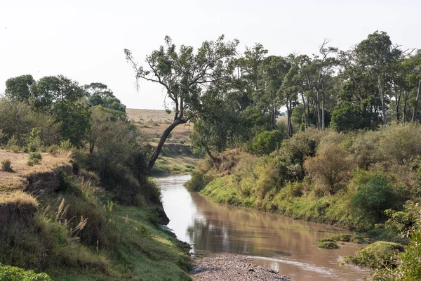 Piccolo Fiume Masai Mara Fiume Tra Gli Alberi Kenya — Foto Stock